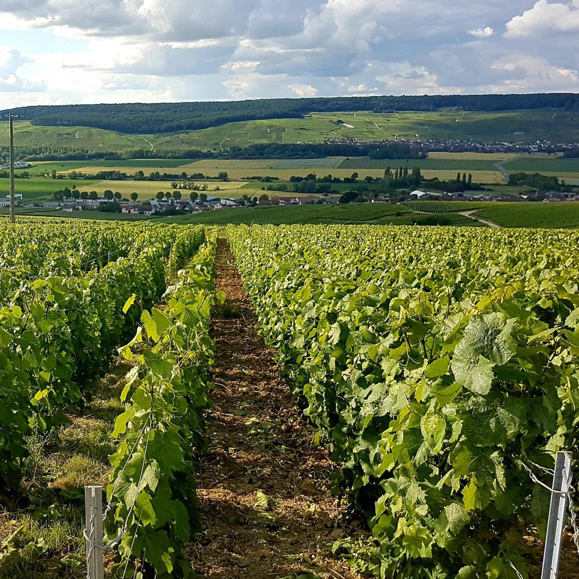 Gîte Le Cocon Ay-Champagne Chambre photo